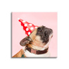 Canvas Print Youth Birthday Pug 90x90