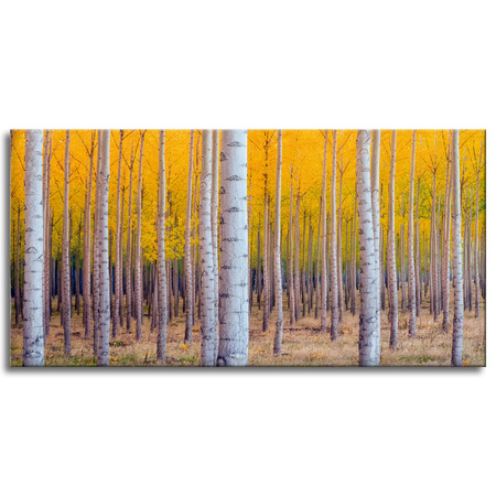 Canvas Print Birch Trees Autumn Yellow Leaves 120x60 cm
