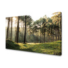 Canvas Print Forest Trees Sun Nature 120x80 cm