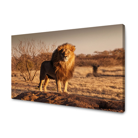 Canvas Print Lion in the Middle of the Savannah Sunset 100x80 cm