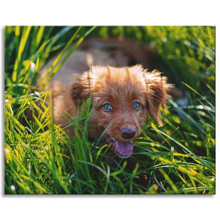 Canvas Print Animals Dog in the Grass 100x80 cm