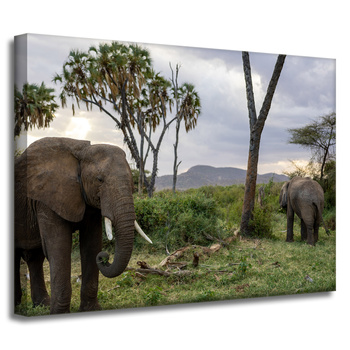 Canvas Print Animals Elephants 40x30 cm