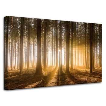 Canvas Print Sun in the Forest Light Tree 80x50 cm