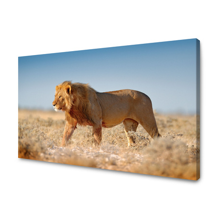 Canvas Print Walking Lion on Savannah Grass 100x60 cm