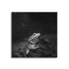 Canvas Print Lizard Reptile Black and White Nature 90x90
