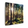 Canvas Print Forest Sun Trees Spring Morning 40X40 cm