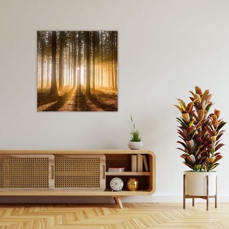 Canvas Print Sun in the Forest Light Tree 40X40 cm
