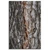 Canvas Print Nature Tree Bark 80x120