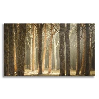 Canvas Print Trees Light Nature Forest 120x80 cm