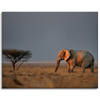 Canvas Print Elephant Savannah Africa Sky Grass 100x80 cm