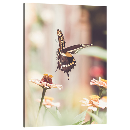 Canvas Print Nature Insect Butterfly Flowers Spring Summer 80x120