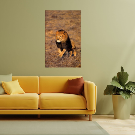 Canvas Print Running Lion on Savannah Nature 80x120 cm