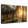 Canvas Print Birch Trees Sun Morning 80x50 cm