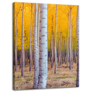 Canvas Print Birch Trees Autumn Yellow Leaves 30x40 cm