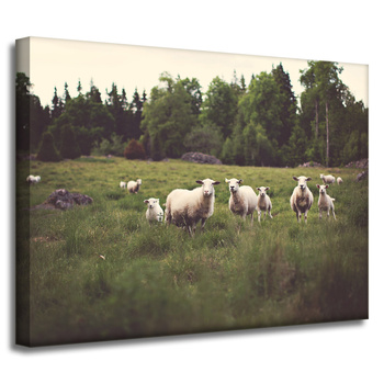 Canvas Print Nature Sheep on Pasture 40x30 cm