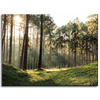 Canvas Print Forest Trees Sun Nature 40x30 cm