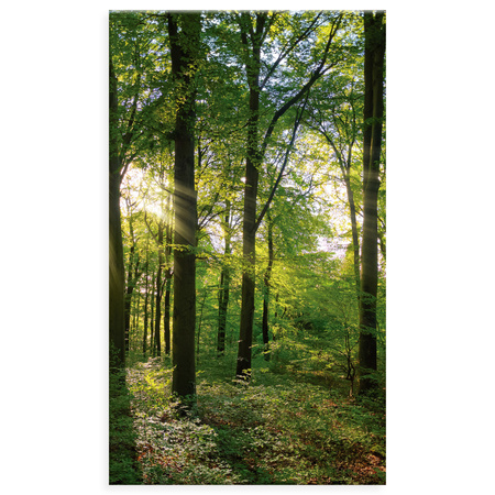 Canvas Print Sun Forest Trees Rays of Light 70x120 cm