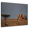 Canvas Print Elephant Savannah Africa Sky Grass 100x80 cm
