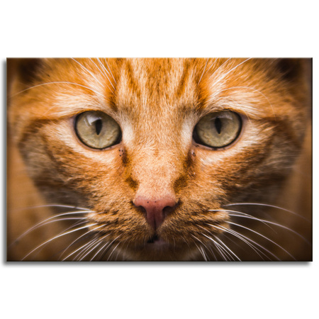 Canvas Print Cat Face Close Up 90x60