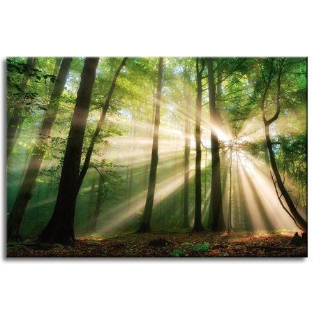 Canvas Print Sun in the Forest Trees Nature 60x40 cm