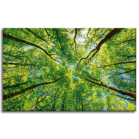 Canvas Print Trees Leaves Nature Forest Spring 80x50 cm