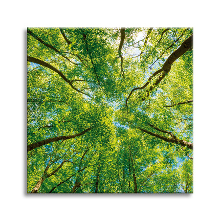 Canvas Print Trees Leaves Nature Forest Spring 40X40 cm