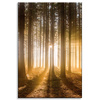 Canvas Print Sun in the Forest Light Tree 80x120 cm