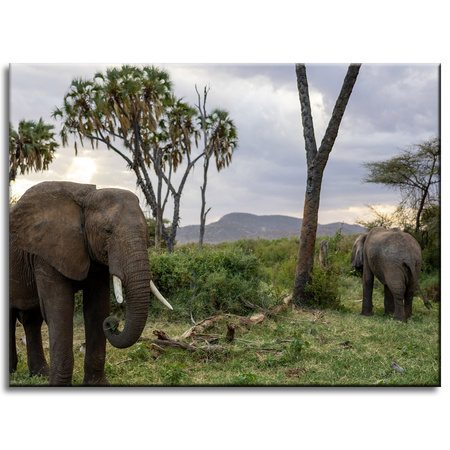 Canvas Print Animals Elephants 40x30 cm