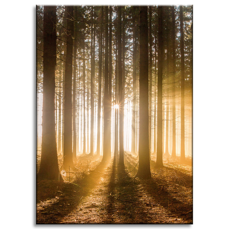 Canvas Print Sun in the Forest Light Tree 50x70 cm