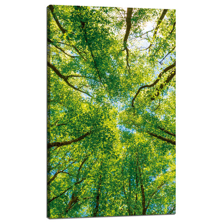 Canvas Print Trees Leaves Nature Forest Spring 60x100 cm