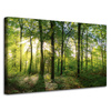 Canvas Print Sun Forest Trees Rays of Light 80x50 cm