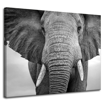 Canvas Print Gray Elephant Face Animal 100x80 cm