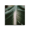 Canvas Print Nature Palm Leaf 90x90