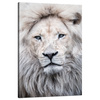 Canvas Print Bright Lion Face White Hair 80x120 cm