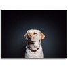 Canvas Print Animals Labrador 40X30 cm