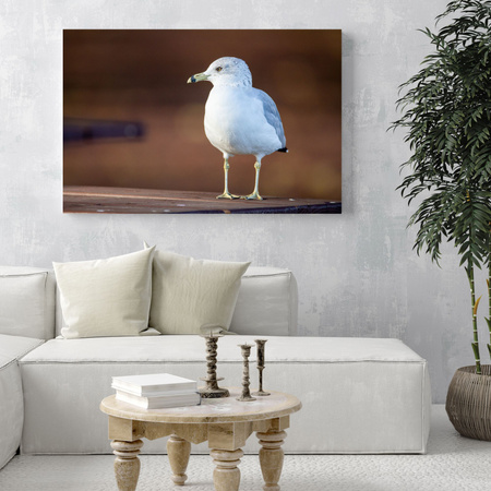 Canvas Print Animals Seagull 40x30 cm