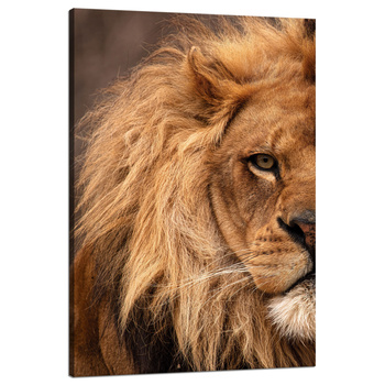 Canvas Print Face Mane and Eye of Lion Nature 80x120 cm