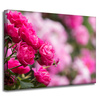 Canvas Print Botanical Pink Roses 40x30 cm