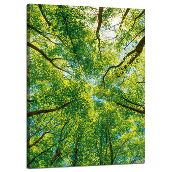 Canvas Print Trees Leaves Nature Forest Spring 50x70 cm