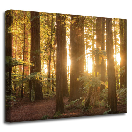 Canvas Print Sun Rays Forest Trees 50x40 cm