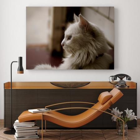 Canvas Print Animals White Cat 40x30 cm