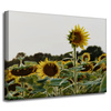 Canvas Print Botany Sunflower Field 40x30 cm