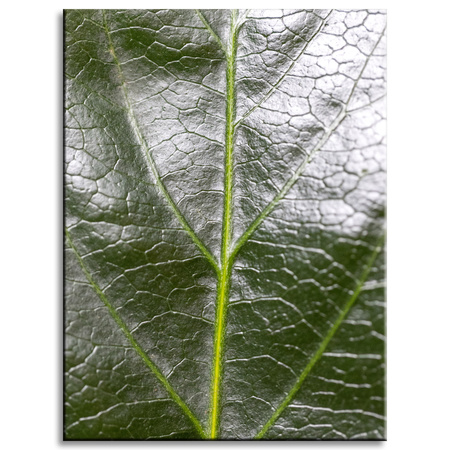 Canvas Print Botany Leaf 30x40 cm