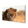 Canvas Print Lion Face in Sunlight 100x80 cm