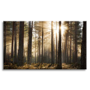 Canvas Print Sun in the Forest Cold Colors Grass 120x80 cm