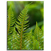 Canvas Print Botany Fern Leaves 30x40 cm
