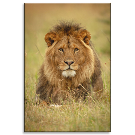 Canvas Print Lion on Grass Animal Nature 80x120 cm