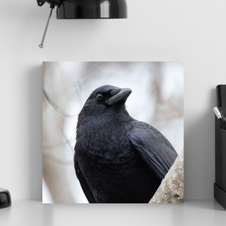 Canvas Print Animals Crow 40x40 cm