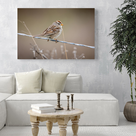 Canvas Print Animals Sparrow 40x30 cm