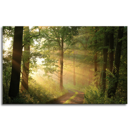 Canvas Print Sunlight Forest Path Nature 80x50 cm